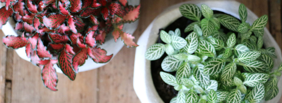 Gold Coast gift delivery growing plants in pots