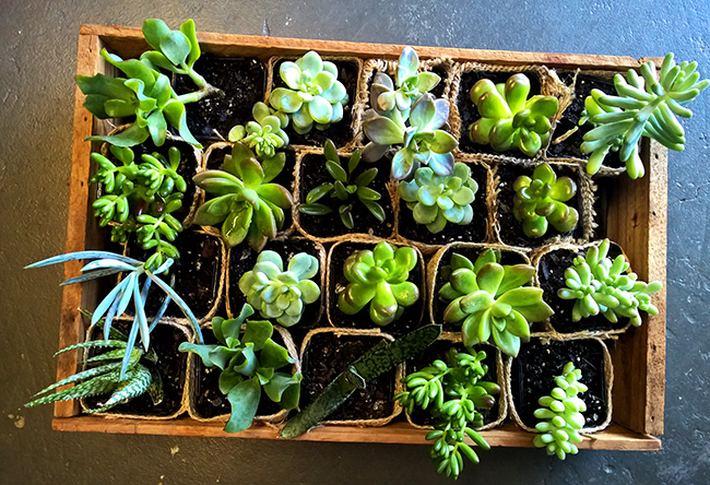 succulent growing gifts living plants Gold Coast
