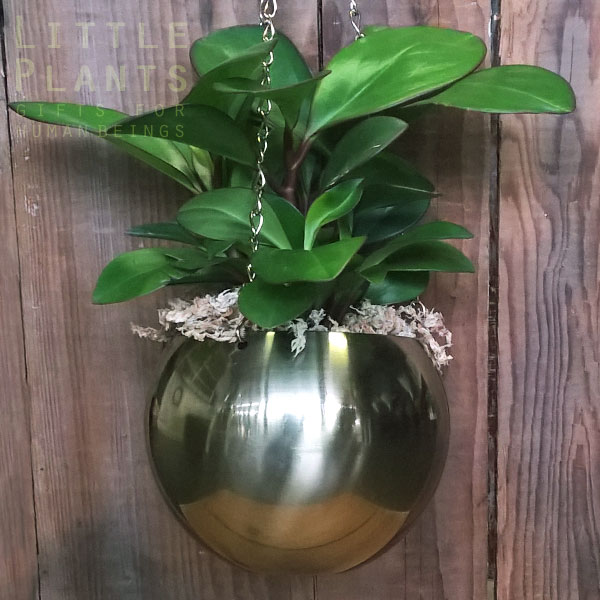 indoor plant in brass haning pot