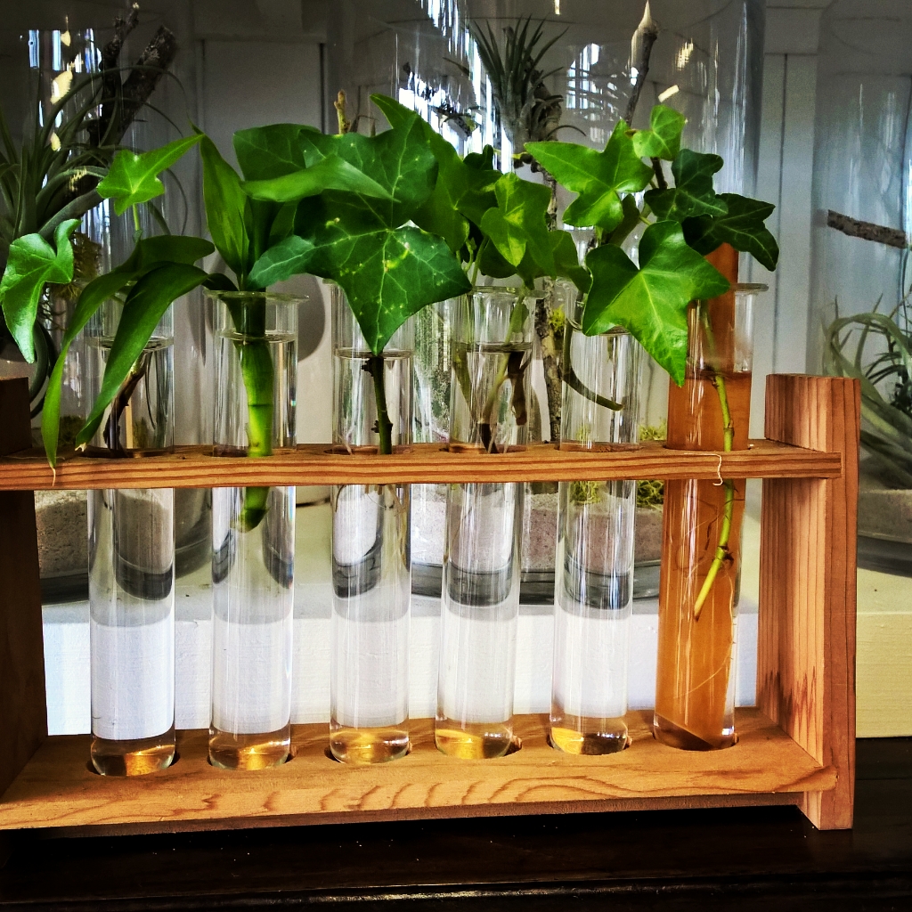 home decor test tubes growing plants Gold Coast