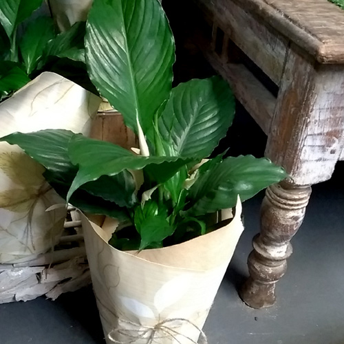 peace lily plant delivery gold coast