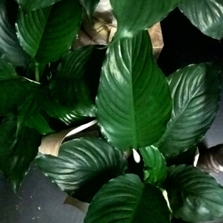 peace lily plant delivery gold coast