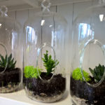 living plant in glass Gold Coast delivery