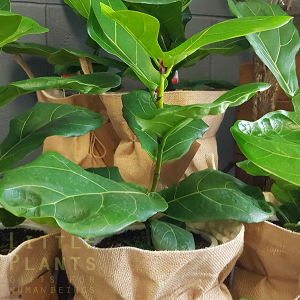fiddle leaf fig living plant gift - Gold Coast