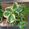 plants in wood box delivered gold coast