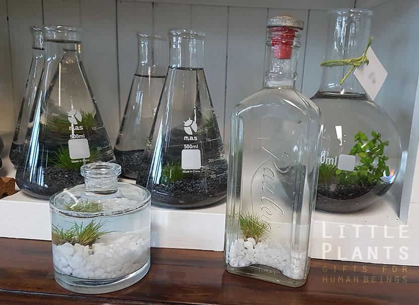 aquatic plants in glass flasks and vintage bottles gold coast plants delivered