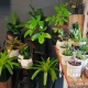 little plants living gifts gold coast delivery