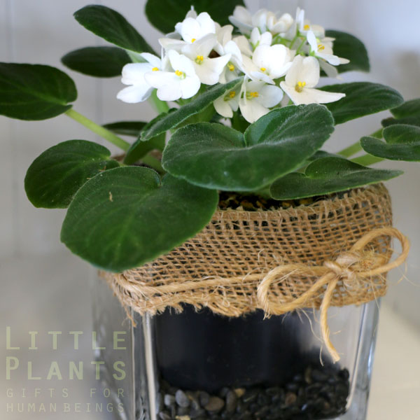 African Violet Plant - Gold Coast - Little Plants