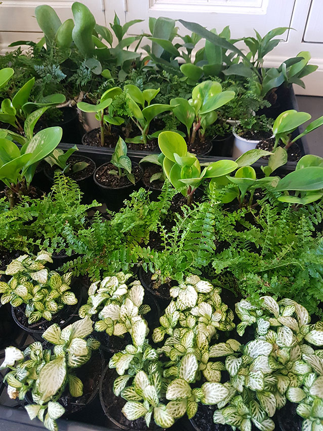 living plants Gold Coast gift delivery