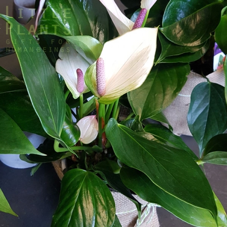 indoor anthurium-plant for Gold Coast delivery